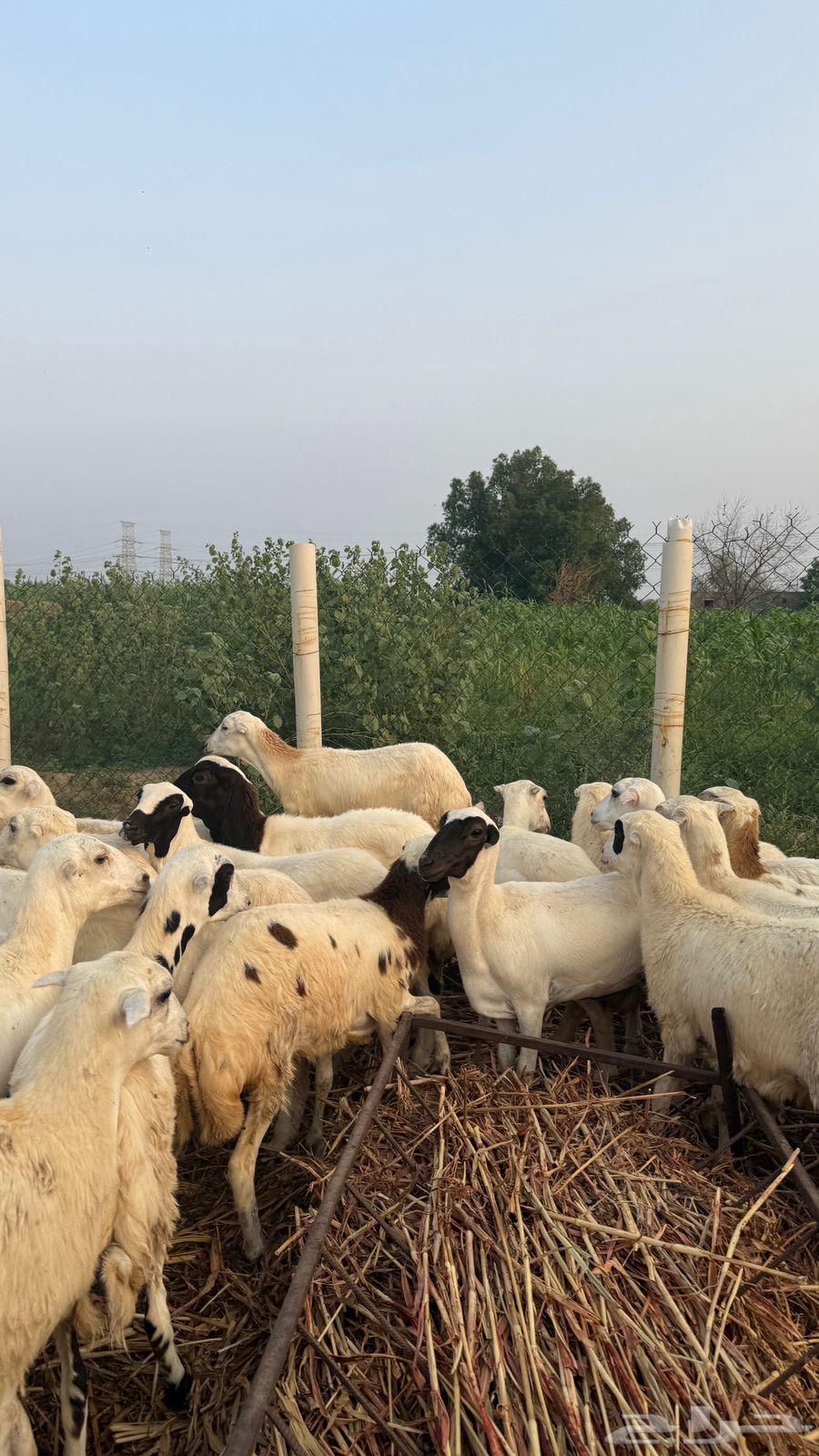 رخال بلدي64483784593539113