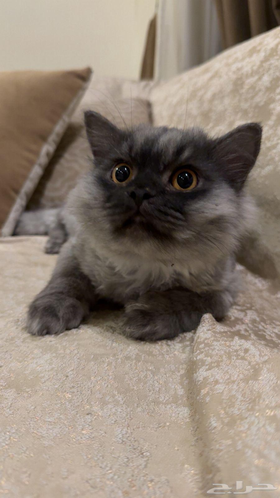 قطين للبيع مع كروت تطعيم64484389312899110