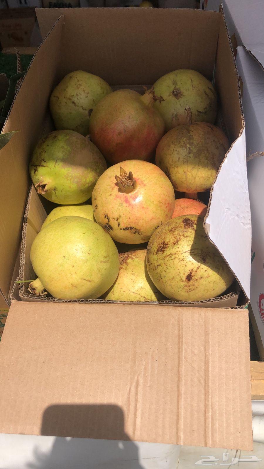 رمان الباحه فاخر جدا64485270591747111