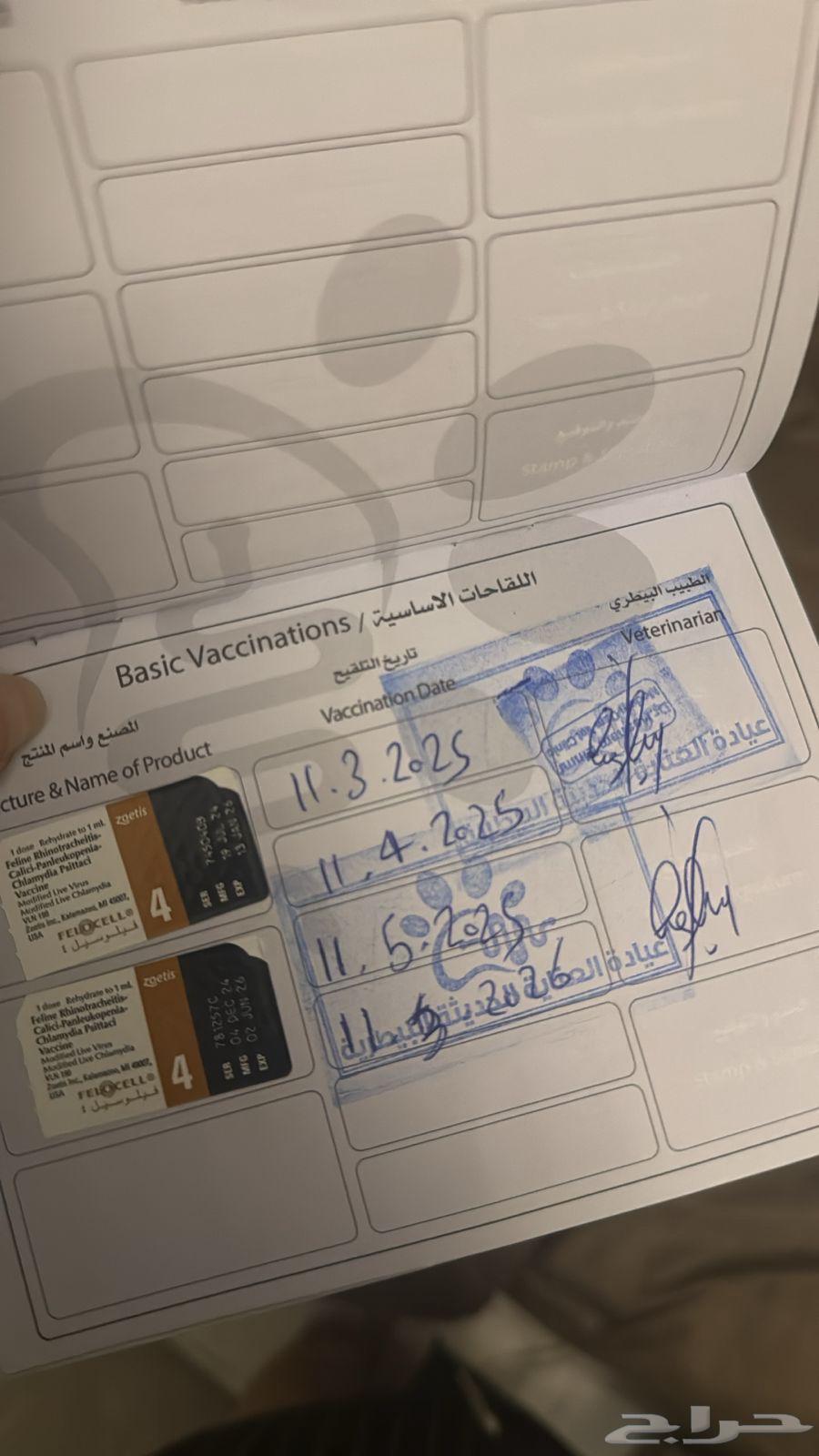 قطين للبيع مع كروت تطعيم64484389312899112