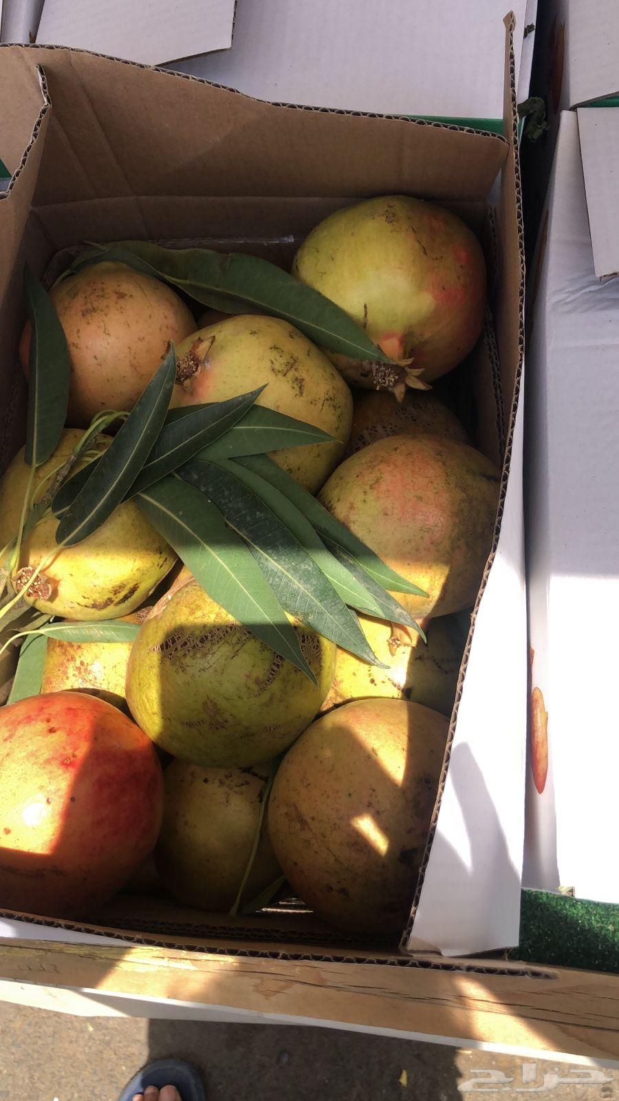 رمان الباحه فاخر جدا64485270591747110