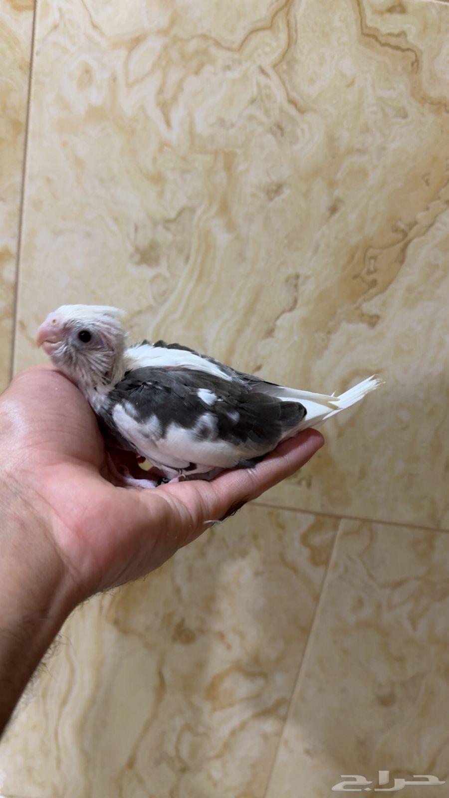 فرخ كروان تم البيع64479383446913110