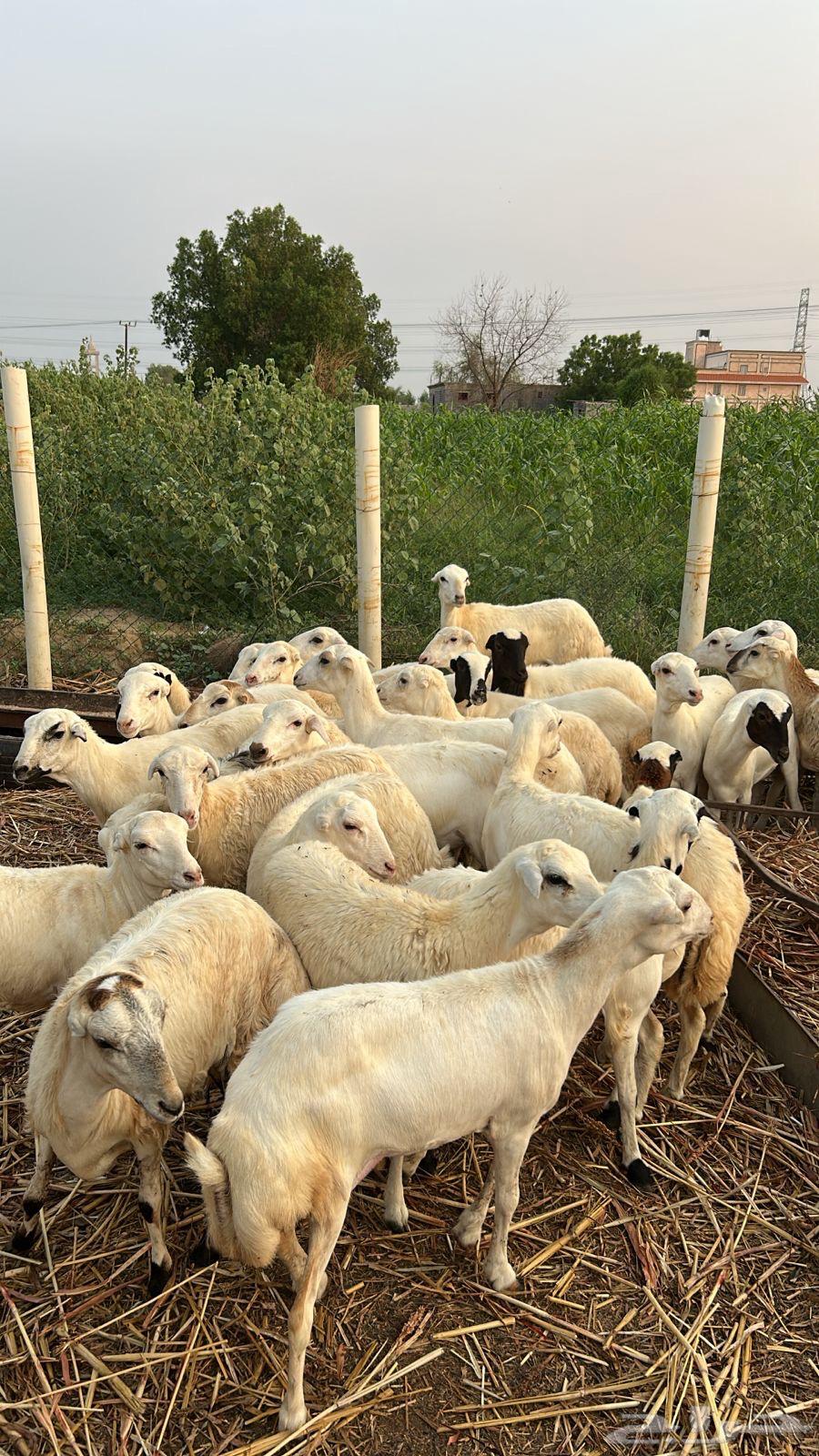 رخال بلدي64483784593539111