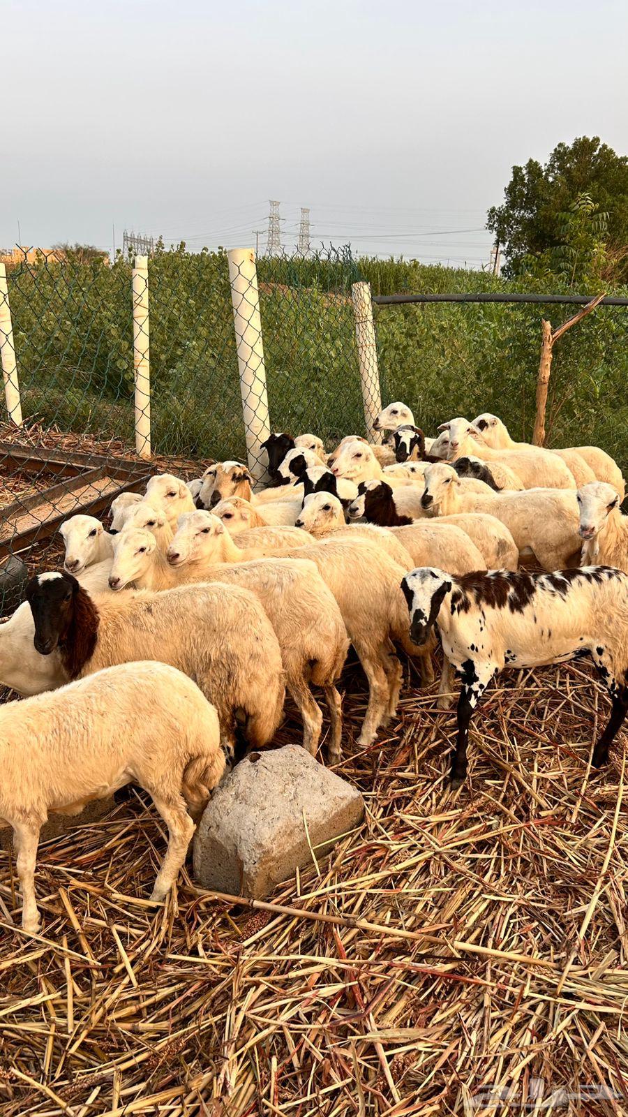 رخال بلدي64483784593539110