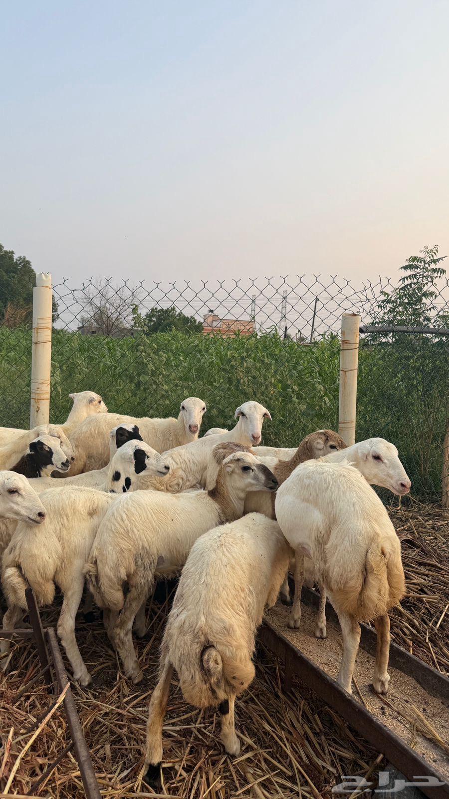 رخال بلدي64483784593539114