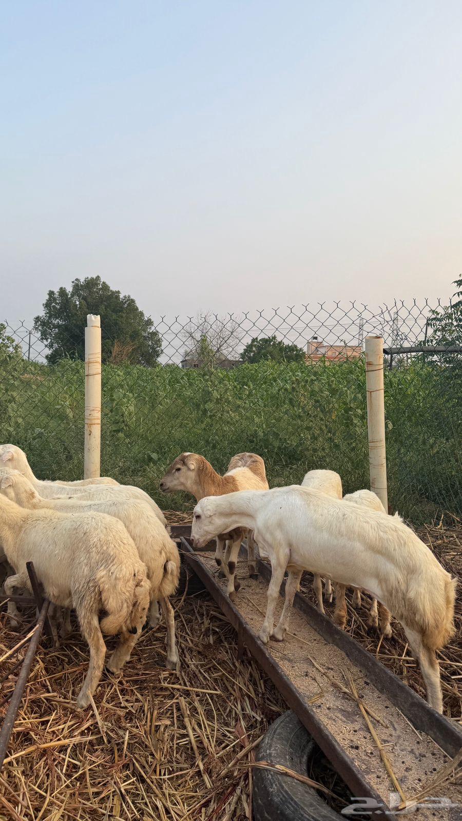 رخال بلدي64483784593539112