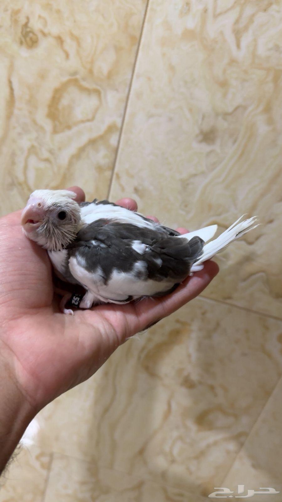 فرخ كروان تم البيع64479383446913111