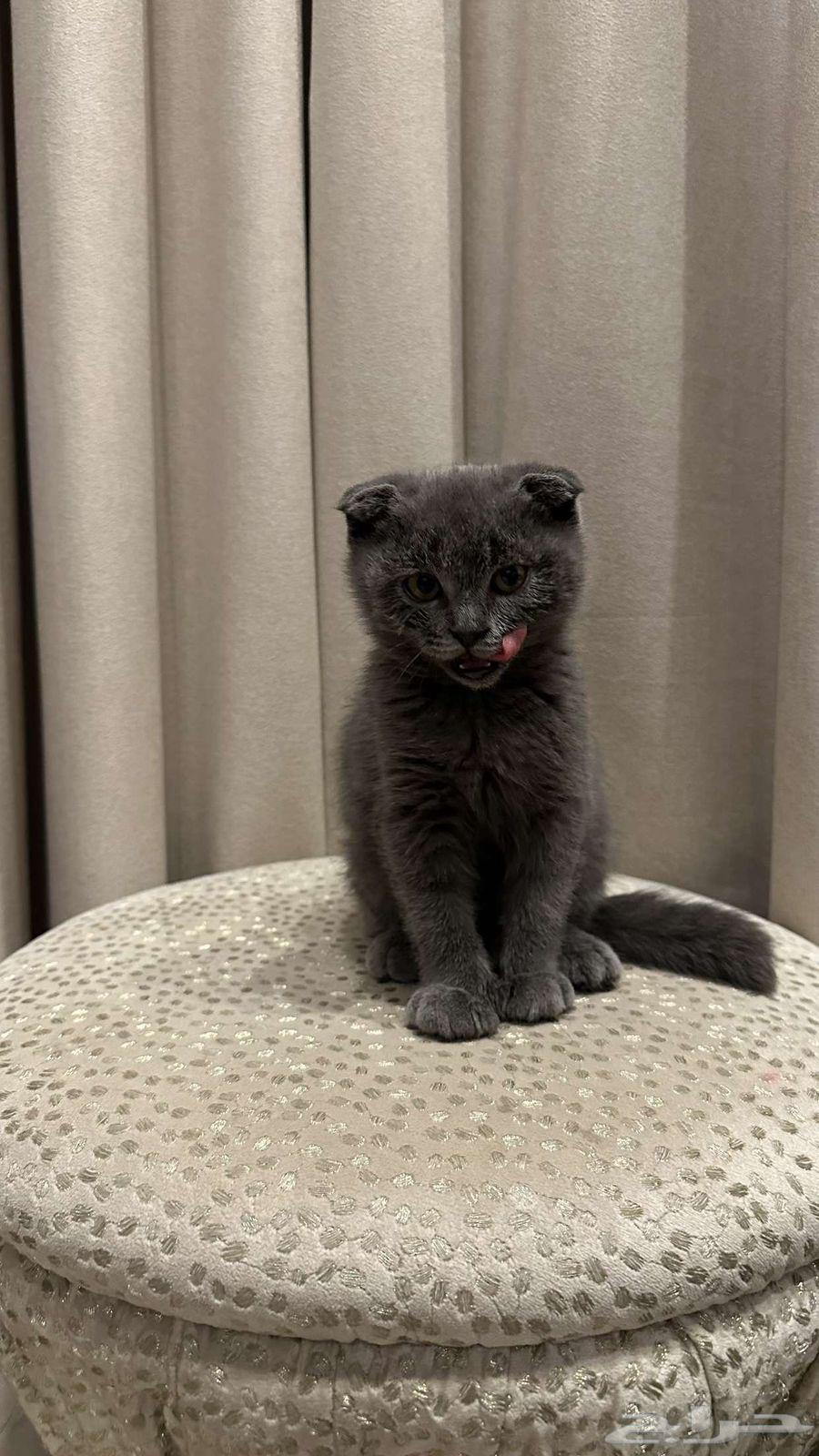 Squash Fold64479745653506110