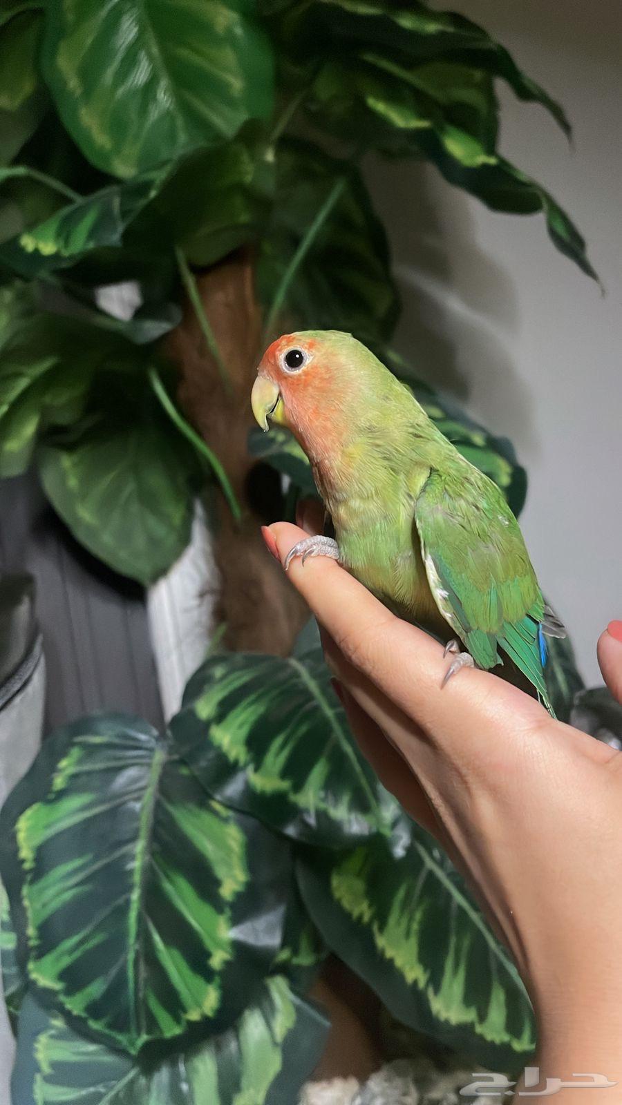 للبيع ببغاء الروز الأليف مناسب للأطفال64480263810050111