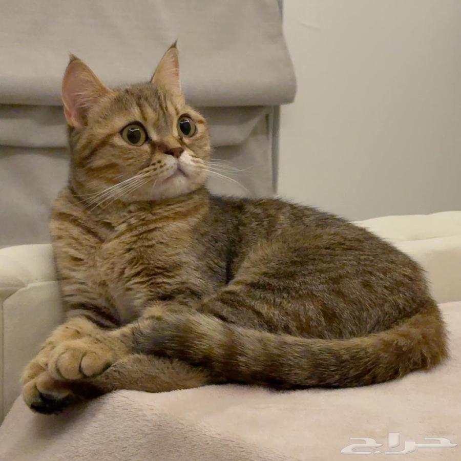 قطه للبيع64484538879107112