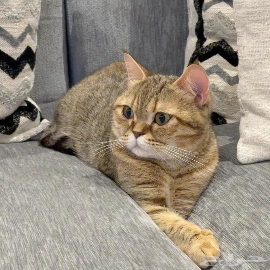 قطه للبيع64484538879107113