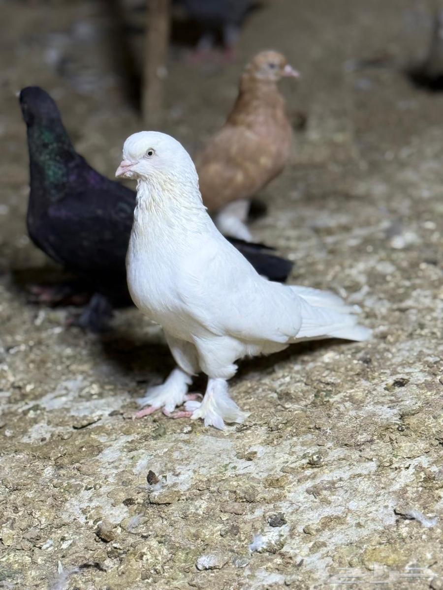 ذكر عراقي توب ابيض64481046134019110