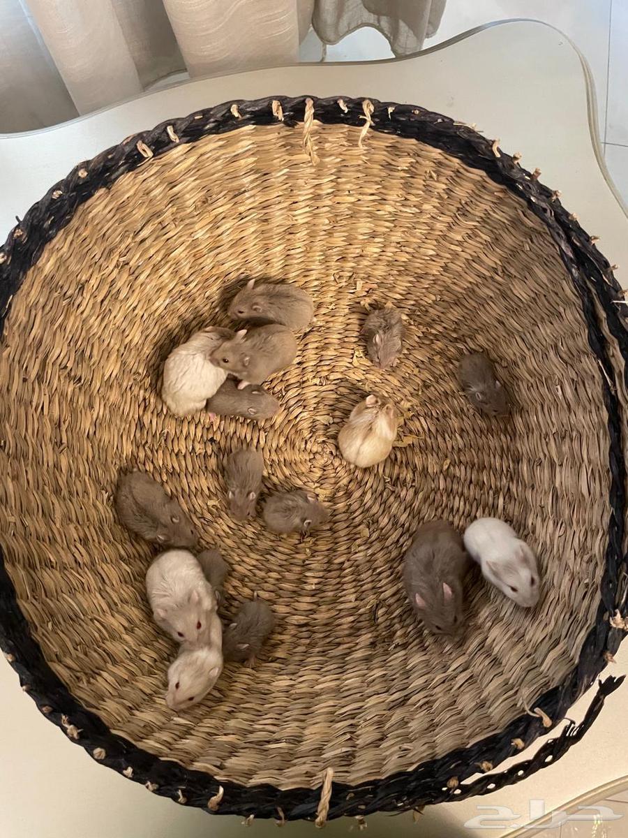 هامستر صيني للبيع64484074864130110