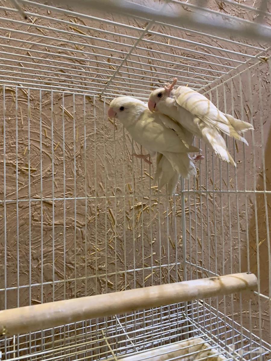 3 passports for the day, Binu, new composition64481723130499111