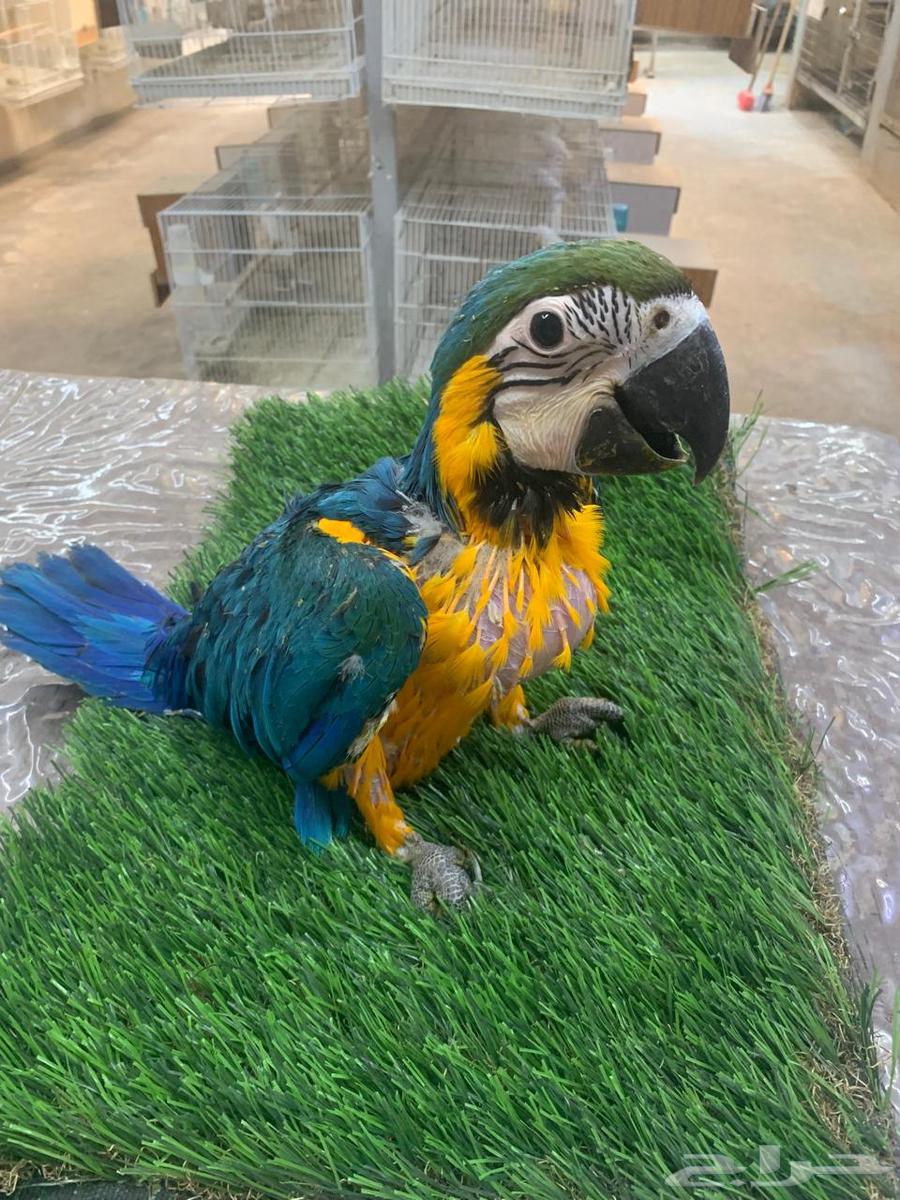 فرخ مكاو بلو اند قولد64481209874691110