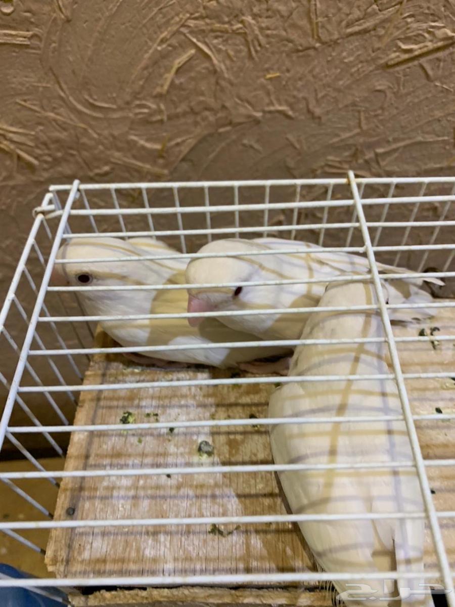 3 passports for the day, Binu, new composition64481723130499113