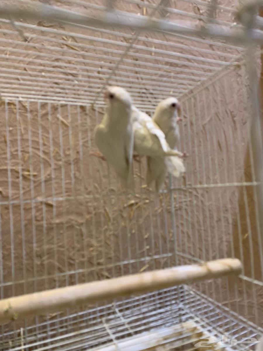 3 passports for the day, Binu, new composition64481723130499110