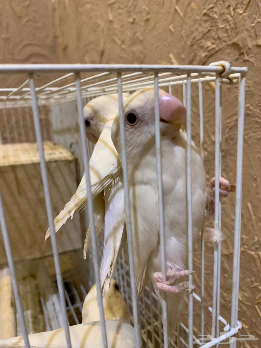 3 passports for the day, Binu, new composition64481723130499112