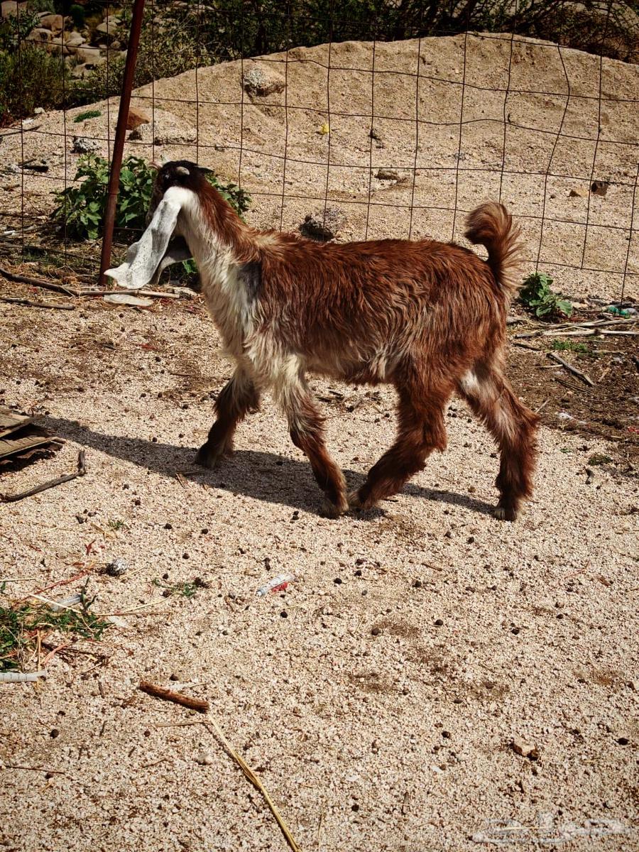 تيس للبيع64480702905859110