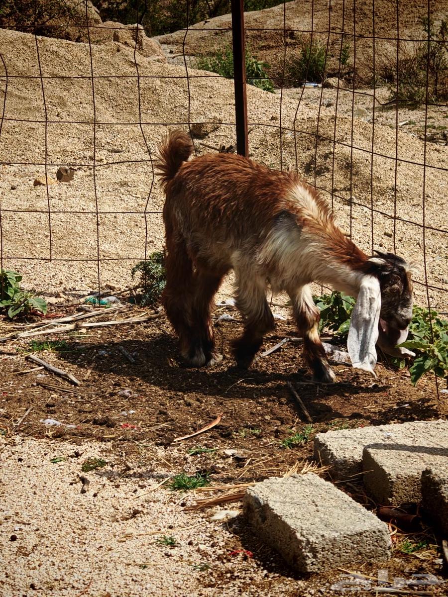 تيس للبيع64480702905859111