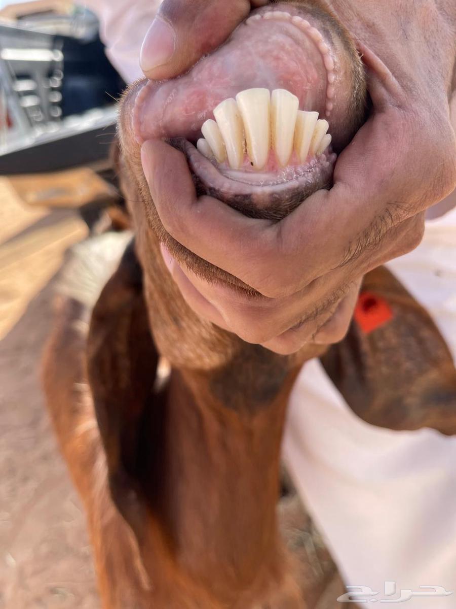 للبيع معزاء تم البيع64480441626625110