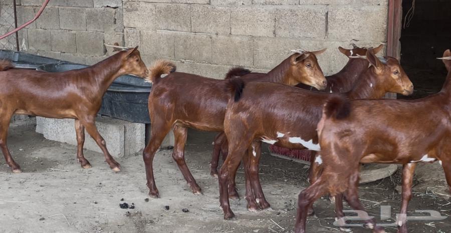 معزا دهم صنف ماشاء الله تم البيييع64483136894593114