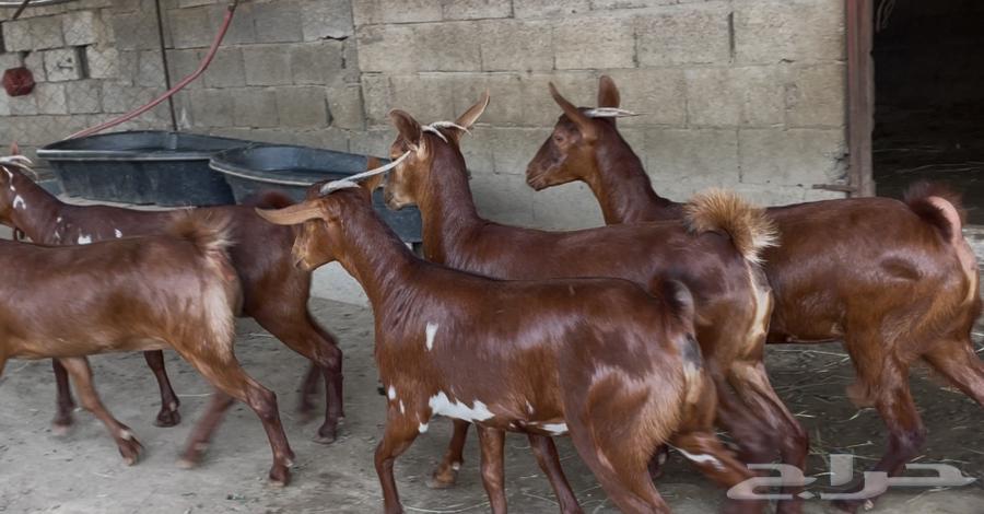 معزا دهم صنف ماشاء الله تم البيييع64483136894593112