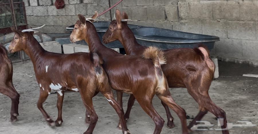 معزا دهم صنف ماشاء الله تم البيييع64483136894593110