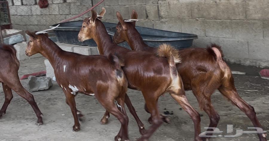 معزا دهم صنف ماشاء الله تم البيييع64483136894593111