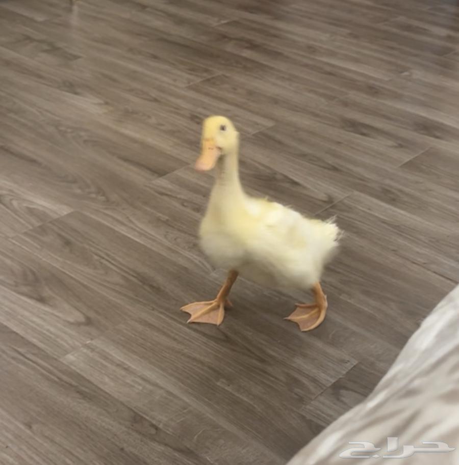 بطه للبيع64478870574081110