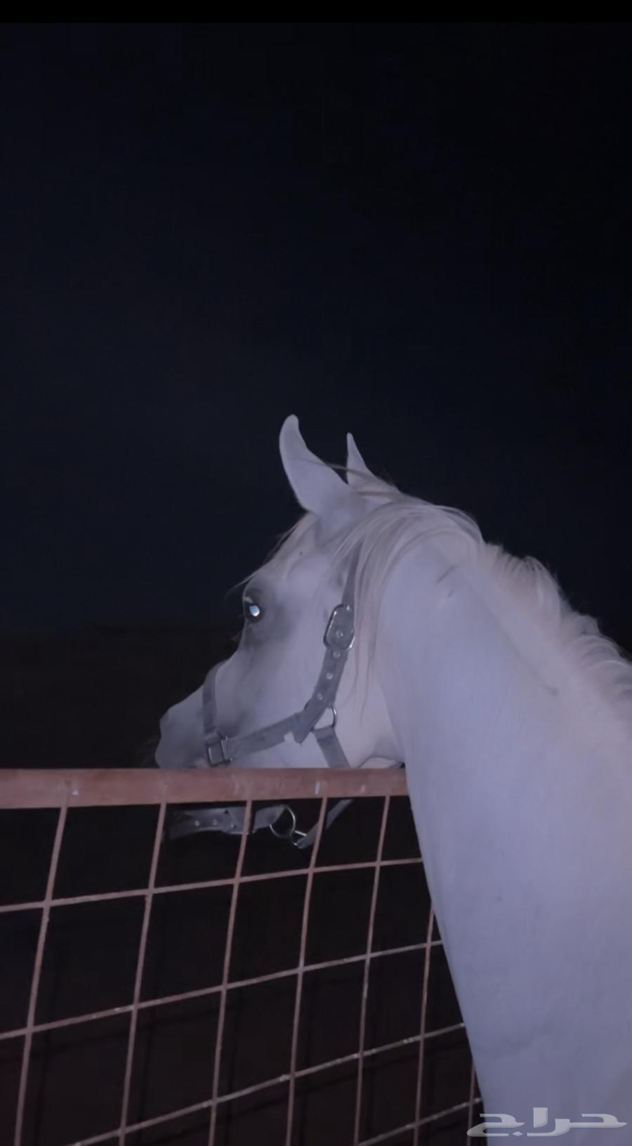 حصان شعبي شيخ64485365589251112