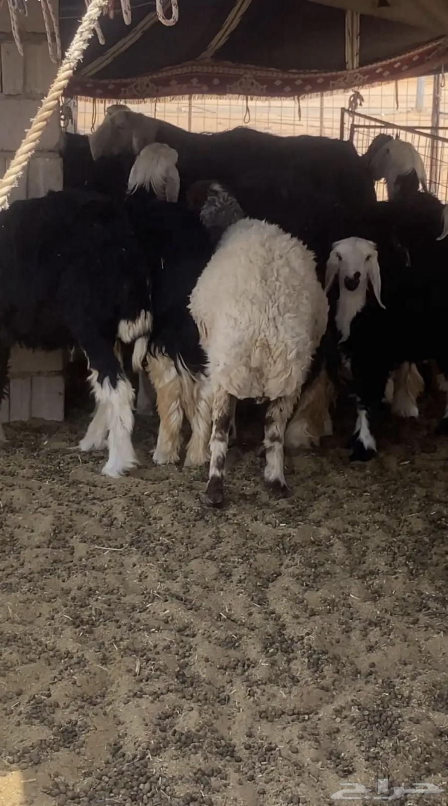 نعجه نعيميه للبيع64487814917250110