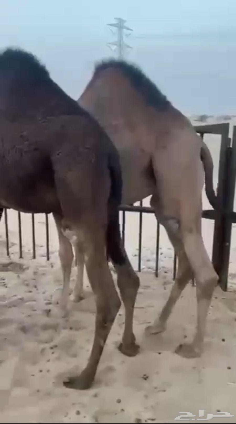 Selling a comfortable chair, I held it firmly, selling it at full price, contact via call64493191385089111