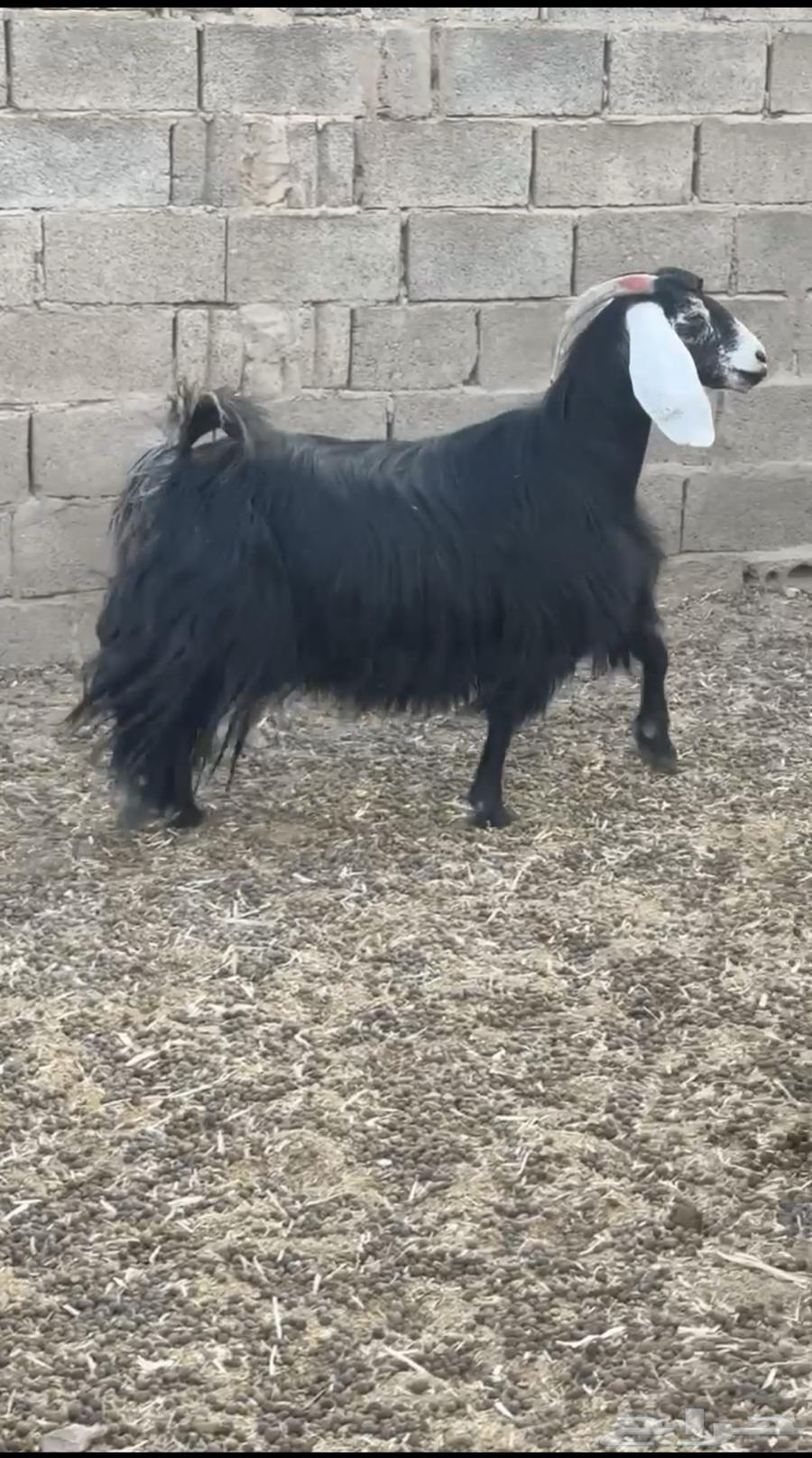 للبيع عنز عارضيه طيب وكفو64493676330881113