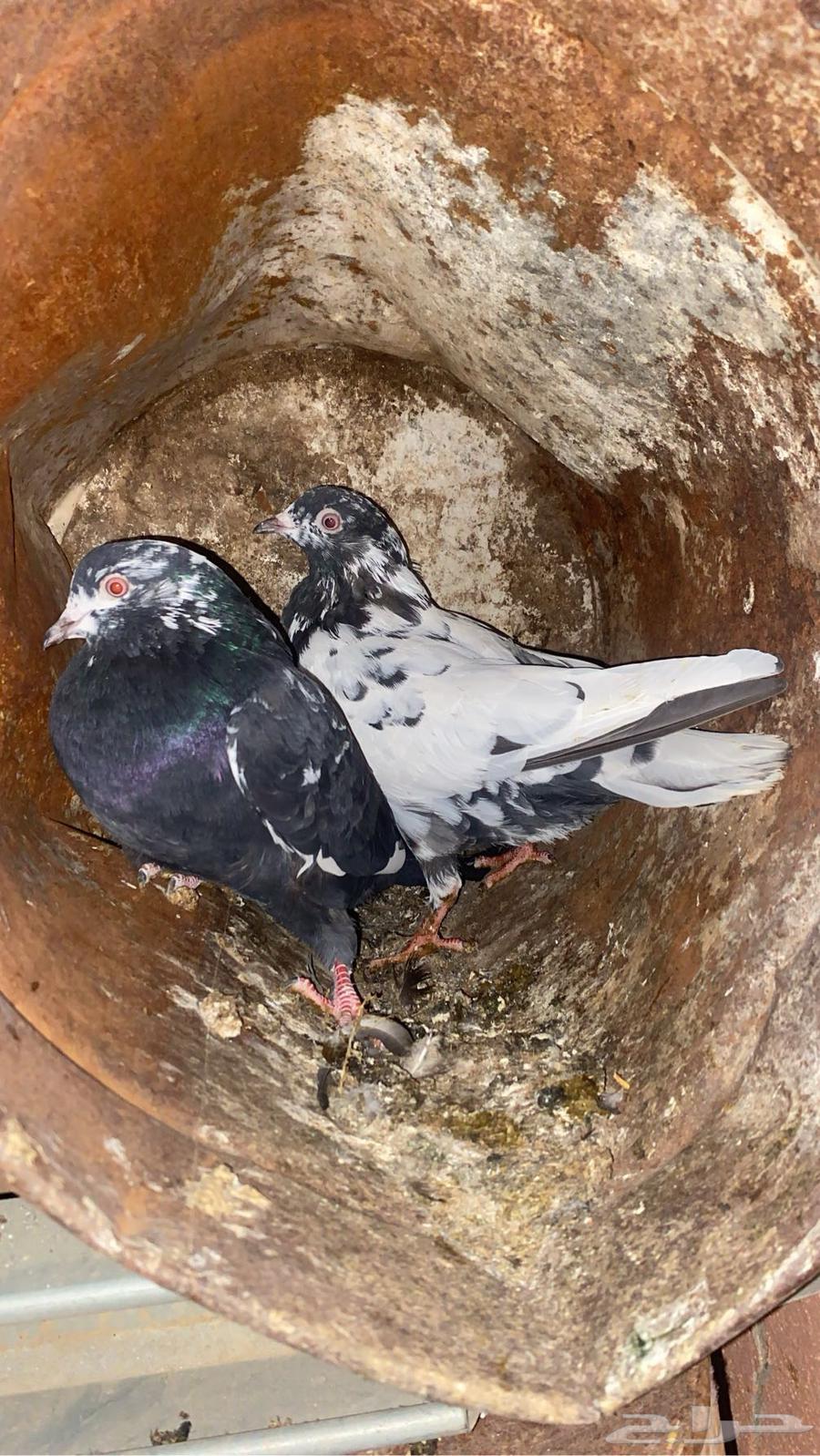 حمام قطيفي للبيع64493754320386112