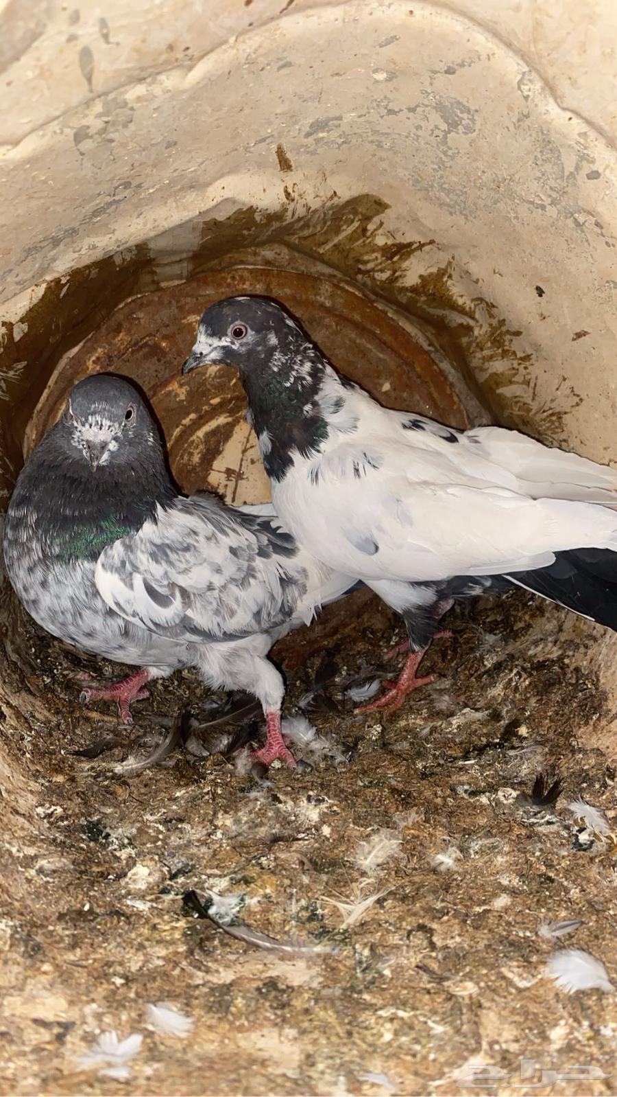 حمام قطيفي للبيع64493754320386111