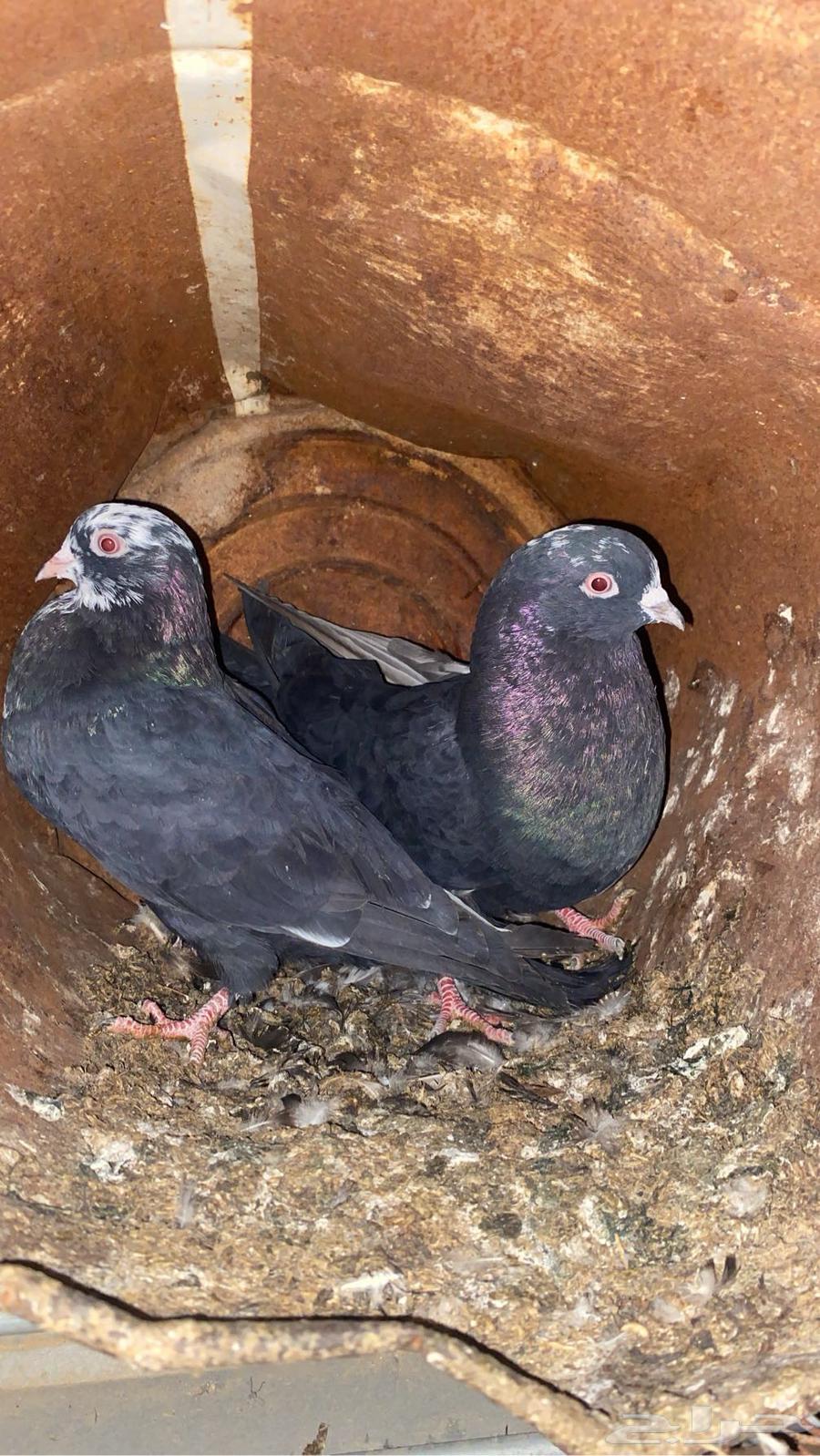 حمام قطيفي للبيع64493754320386110