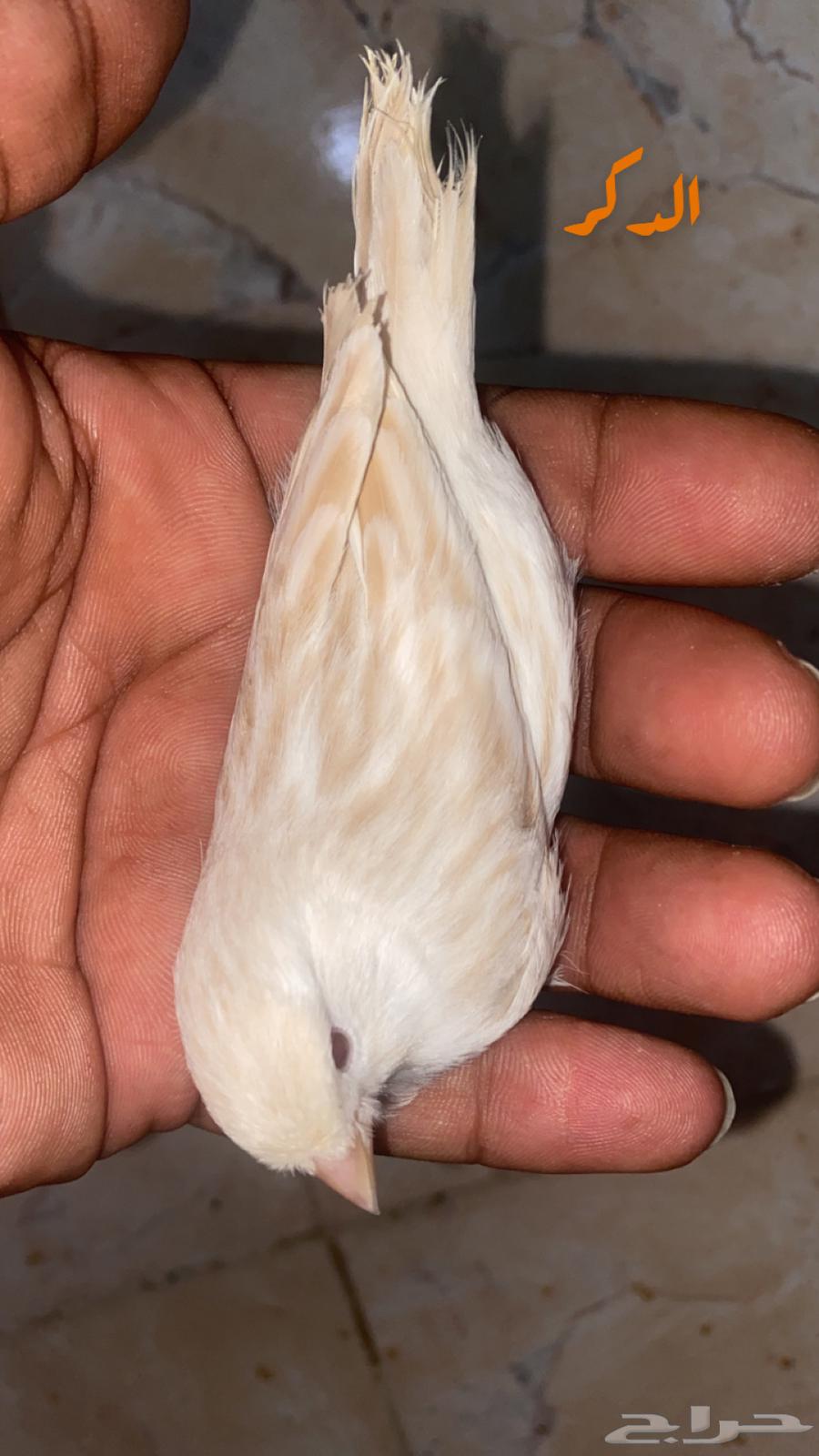 للبيع جوز كناري ستنايت عيون حمر جاهز64487938167426111