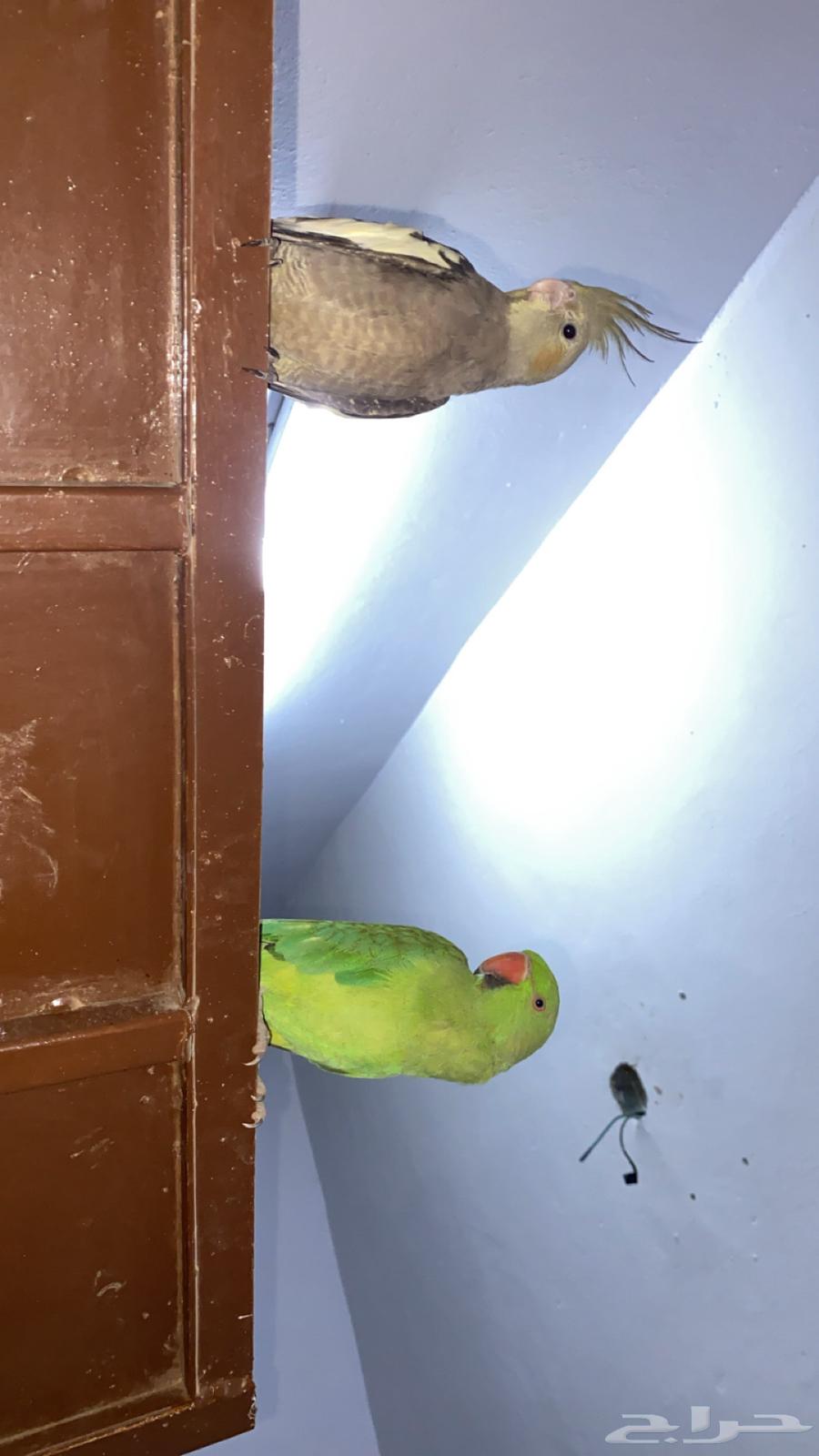 درة هندي للبيع وتاخذ معه 2 كروان هدية64493823403010110