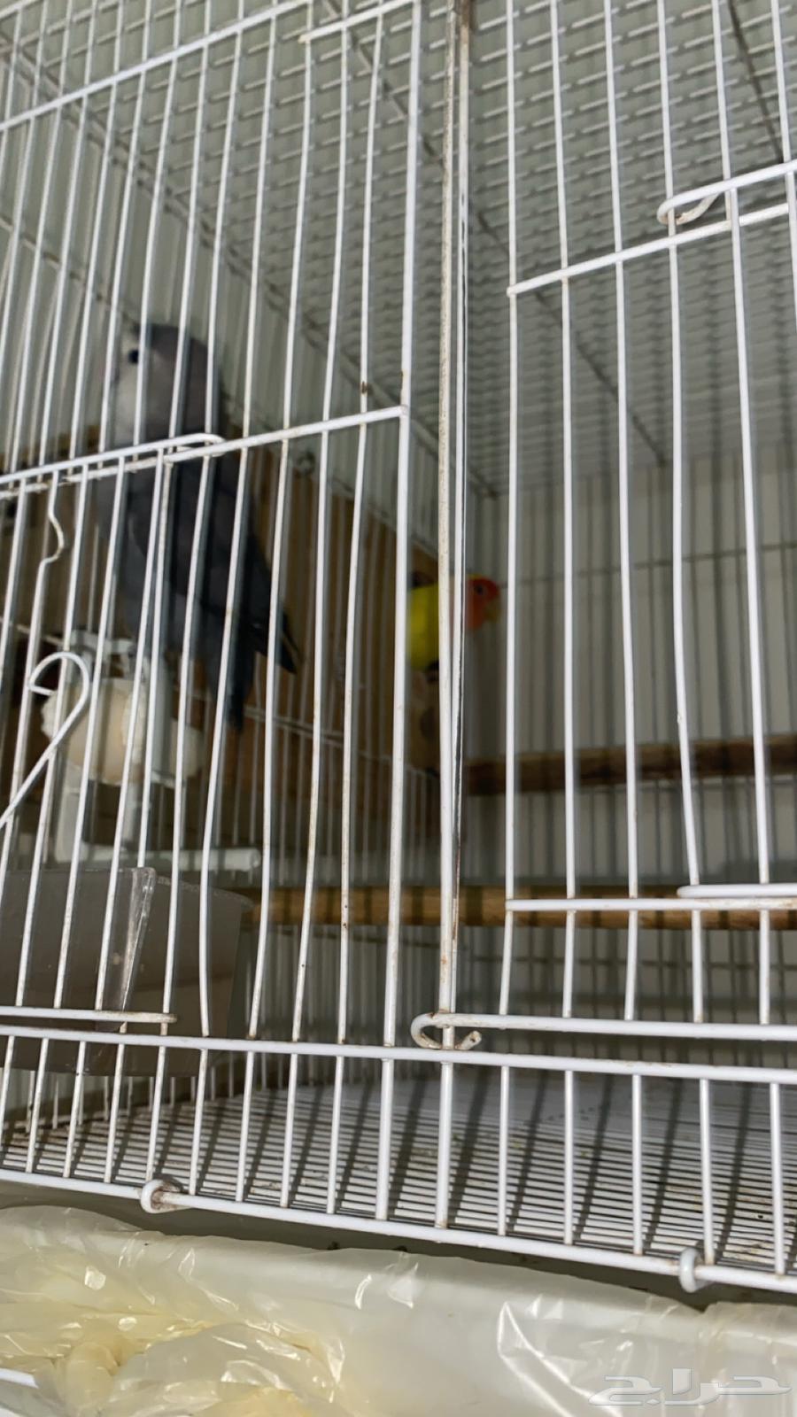 Daily Product Parrot64489267054595110