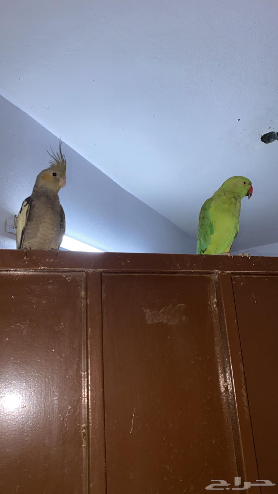 درة هندي للبيع وتاخذ معه 2 كروان هدية64493823403010111