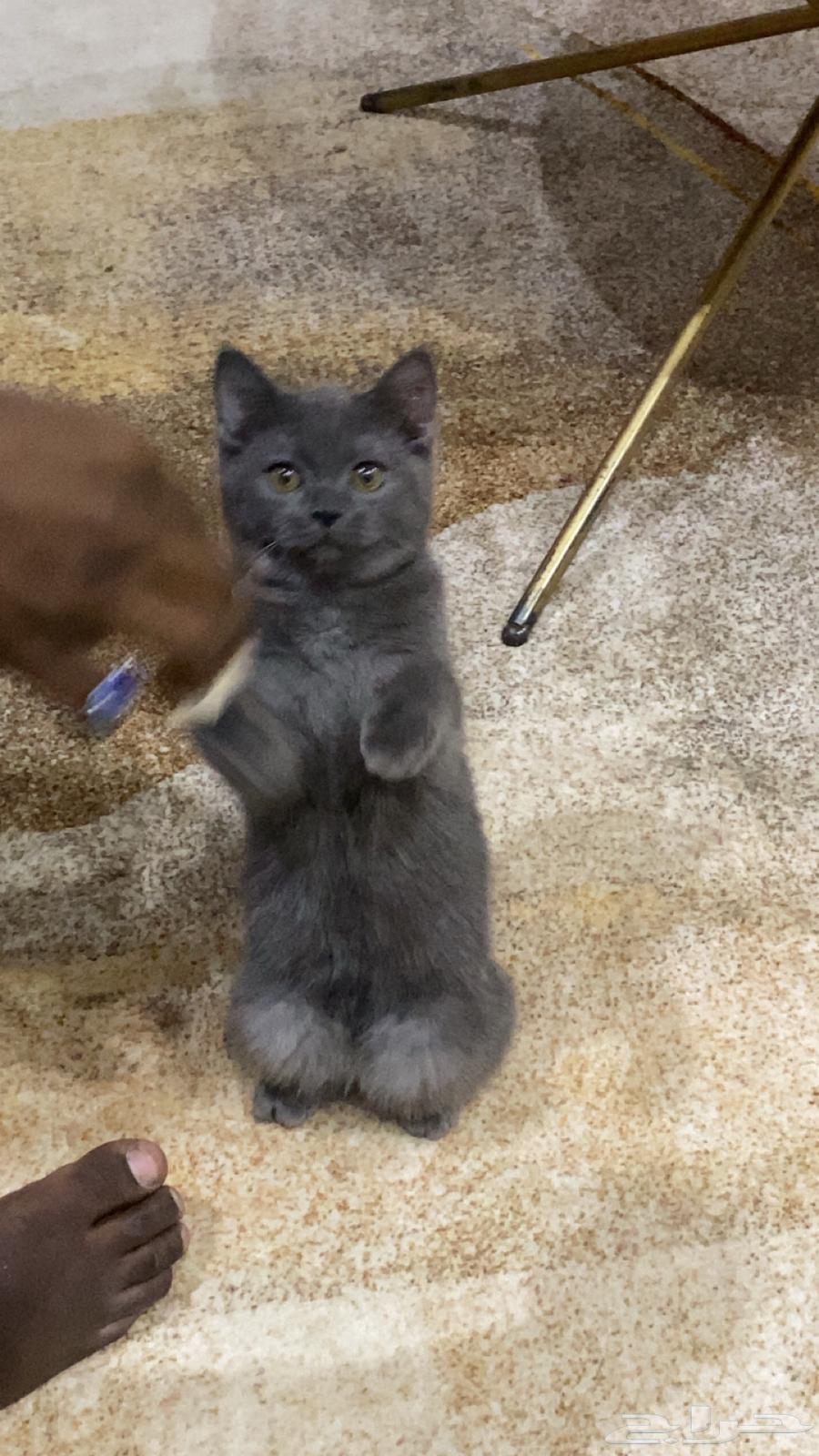 قطط للبيع64488630109315113