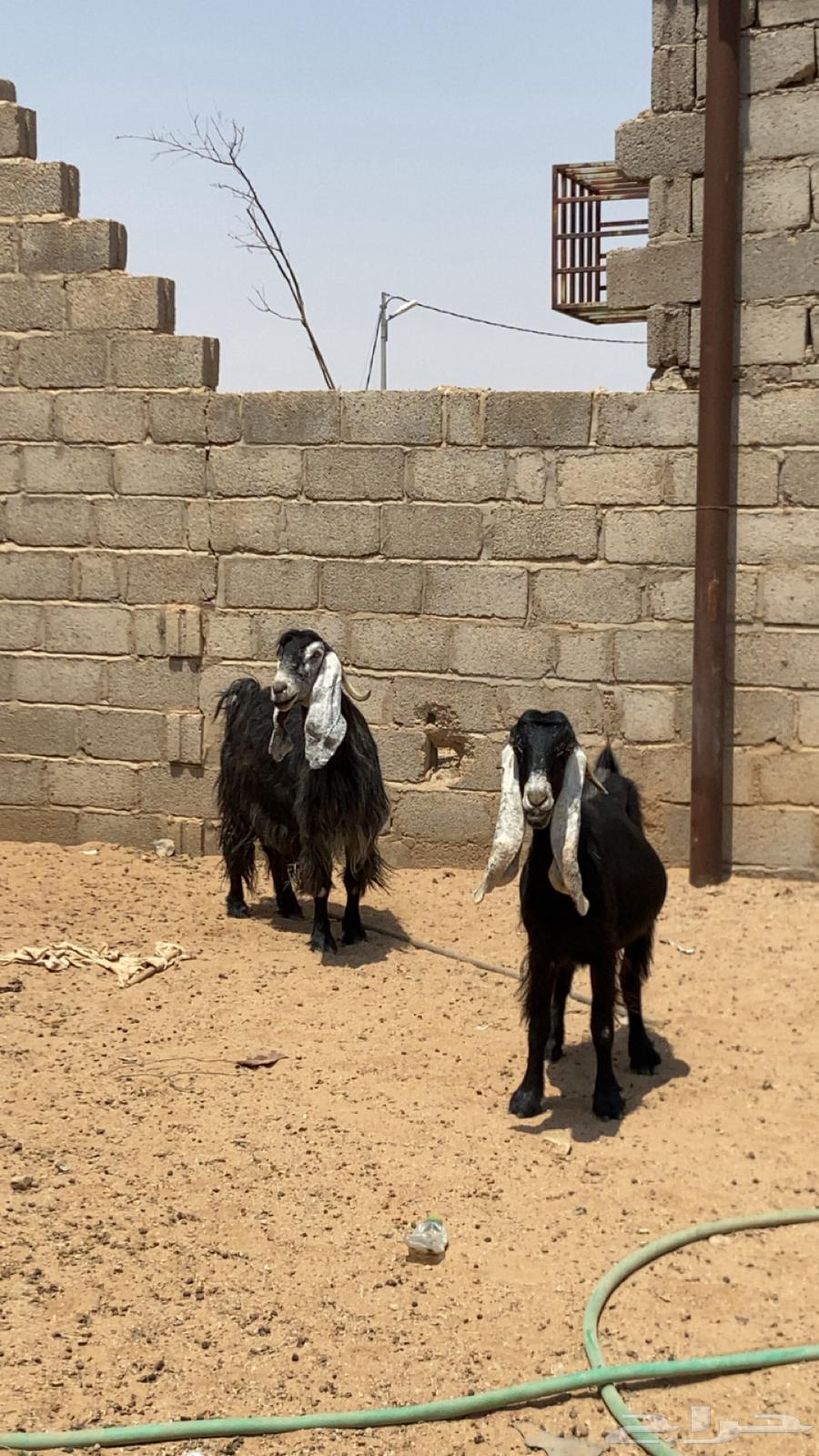 معزا دفيع مقاريب فحص سونار64489531087874110