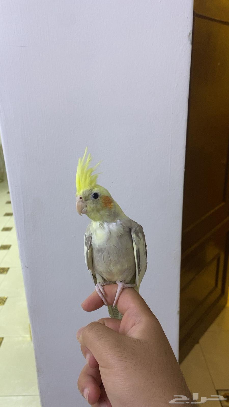 Crowned Crane (Semi-Tame)64433390818179113