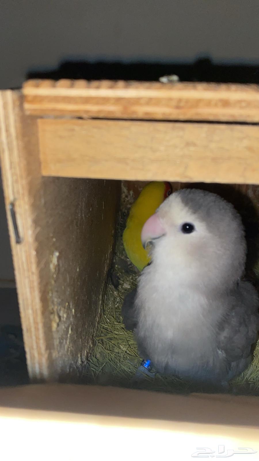 Daily Product Parrot64489267054595114