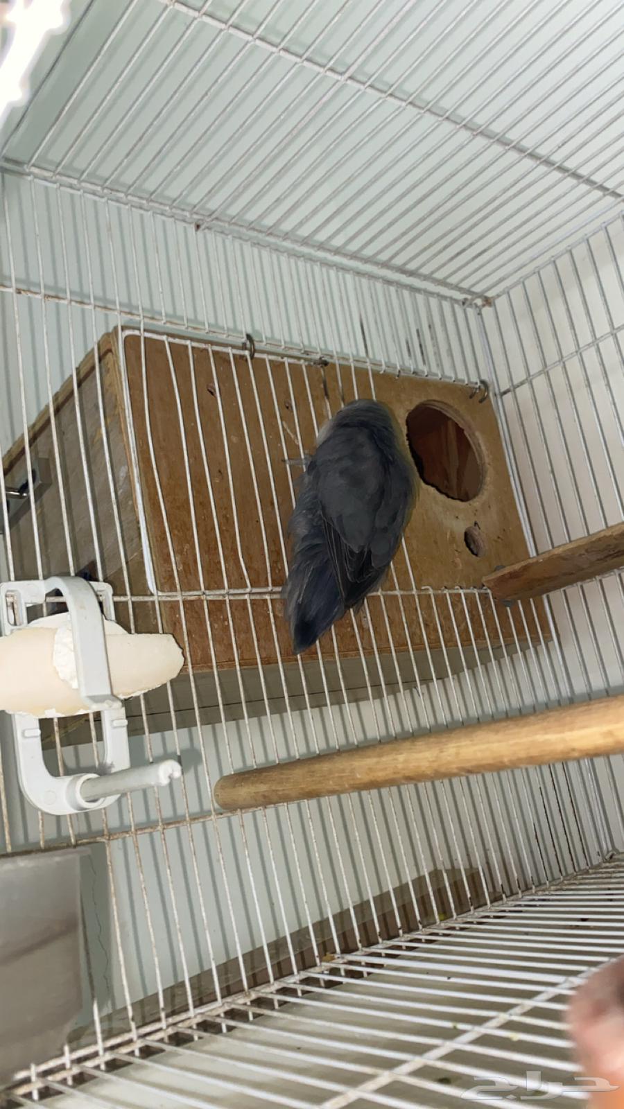 Daily Product Parrot64489267054595111