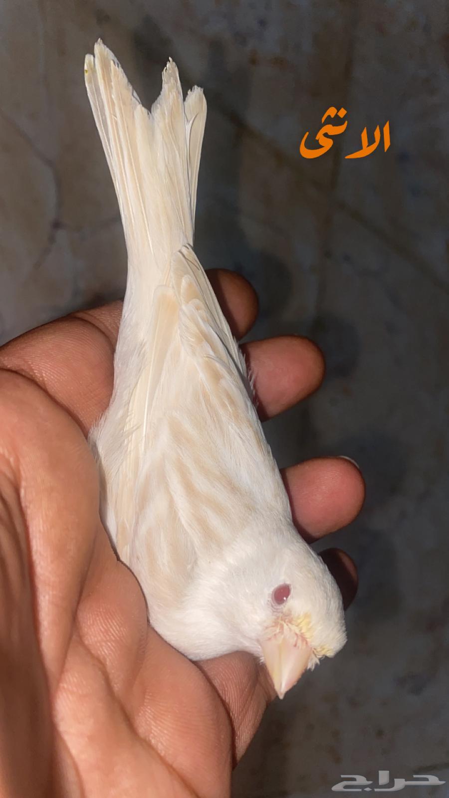 للبيع جوز كناري ستنايت عيون حمر جاهز64487938167426110