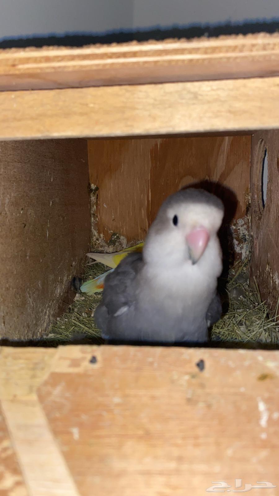 Daily Product Parrot64489267054595112