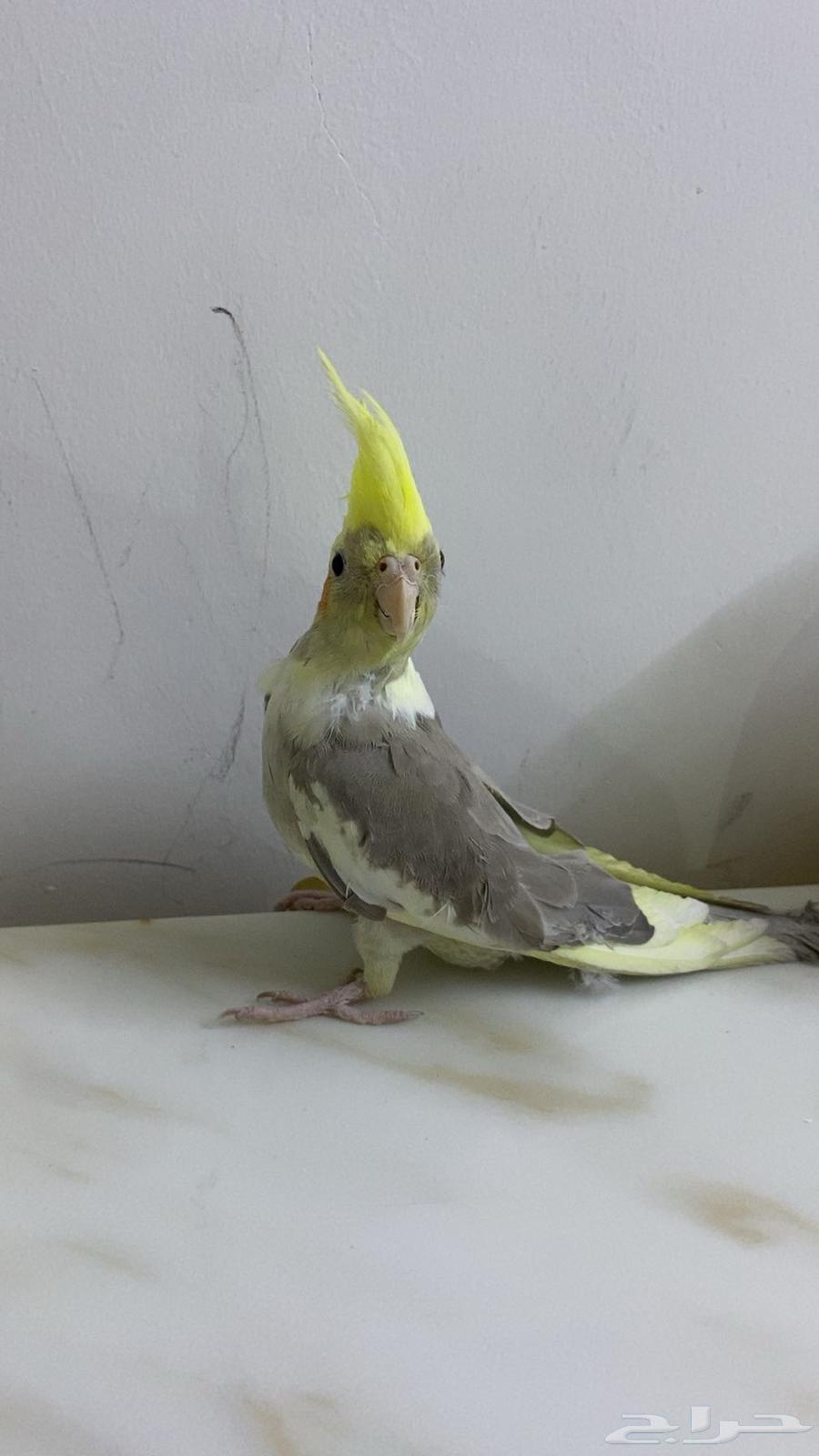 Crowned Crane (Semi-Tame)64433390818179112