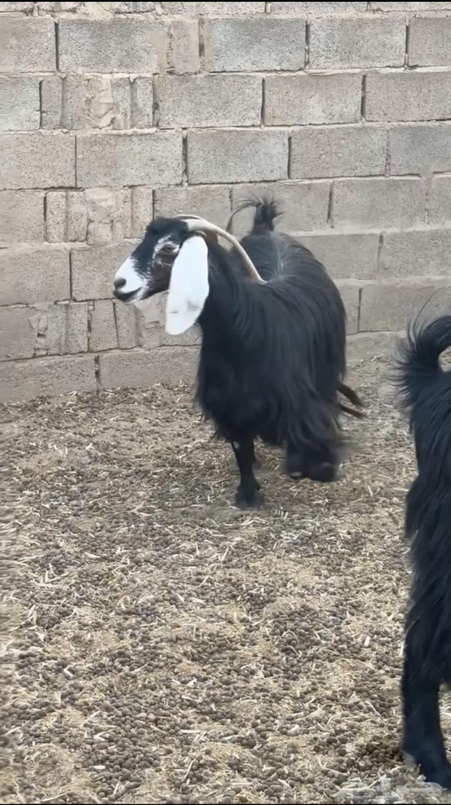 للبيع عنز عارضيه طيب وكفو64493676330881111